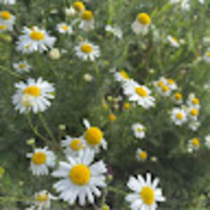 Meet your Posher, Mariah